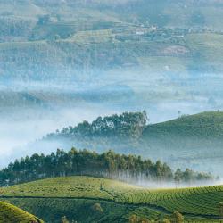 Munnar and Surroundings 7家简易别墅